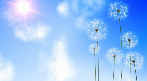digitally-generated-dandelions-against-blue-sky_13339-30669 digitally-generated-dandelions-against-blue-sky_13339-30669