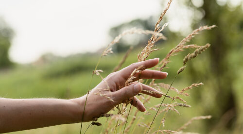 side-view-hand-holding-wheat.1 side-view-hand-holding-wheat.1